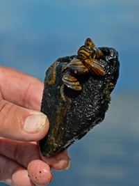 Image of Stramatalite with Zebra Mussels on it