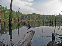 image of water in swamp