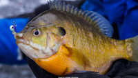 image of ice fisherman with bluegill in hand