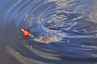 image of Bluegill coming in to the boat