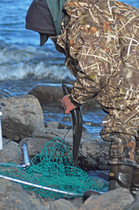 image of Coho Salmon