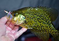 image of large Crappie with #2 frostee jig in its mouth
