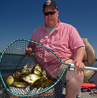 image of Crappies in landing net