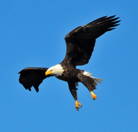 image of Bald Eagle