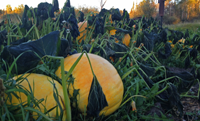 image of frost on pumpkins