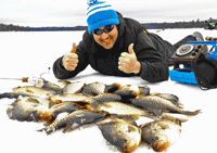 image of crappies on the ice