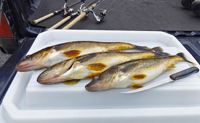 image of Walleyes on fillet table