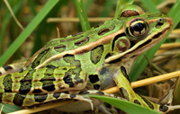 image of leopard frog