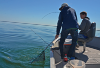 image Zach and Jacob Krug landing walleye