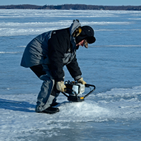 image of spawning Walleyes