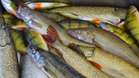 image of mixed bag walleye perch and pike