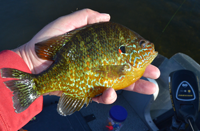 image of red ear sunfish