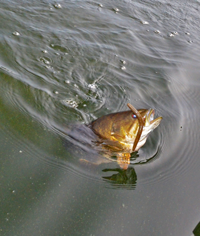 image of Smallmouth Bass on surface