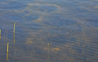 image of sunfish on spawning beds