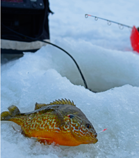 image of Red Ear Sunfish