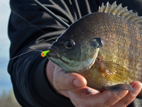 image of Jeff sundin with big Bluegill