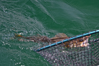 image of Walleye coming to the landing net