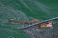 image of Walleye in Gin Clear Water