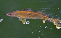 image of Winnie Walleye in clear water