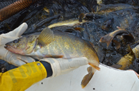 image of Walleyes in trap nets at Cutfoot Sioux Egg Harvest