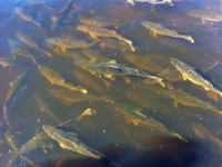 image of ice out on Pokegama Lake