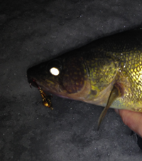 image of Walleye on Lake Winnie