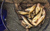 image of walleyes in landing net