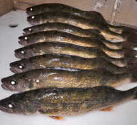 image of Walleyes
