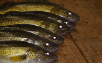 image of Walleyes laying on table