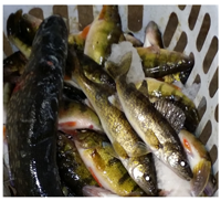 image of mixed bag Perch and Walleyes on Winnibigoshish