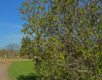 image of Lilac Bush Beginning to bud 