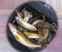 image of limit of Walleyes caught on Leech Lake