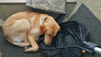 image of Eric Hutchins yellow lab