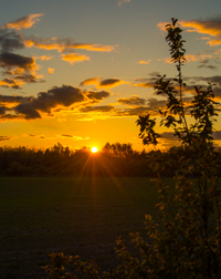 image of sunny side up