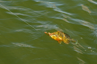 image of Sunfish hooked on spinner