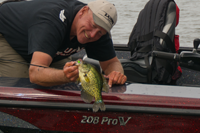 image of jeff sundin hoisting nice crappie into the boat