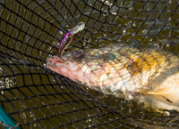 image of Walleye caught on Wally Demon