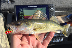 image of small walleye