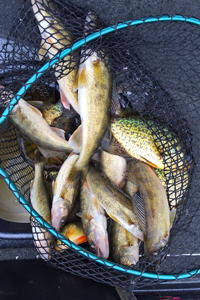 image of limit of walleyes