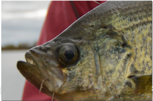 image of Crappie