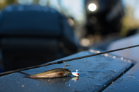 image of Lindy Live Bait Jig with Rainbow Chub