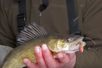 image of walleye caught on lindy foo flyer