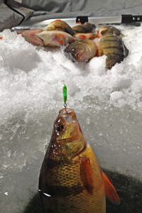 image of Perch coming out of ice hole