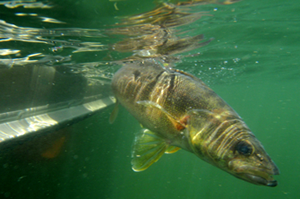 image of walleye released