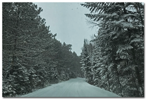 image of snow covered trees