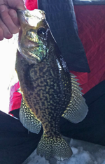 image of crappie