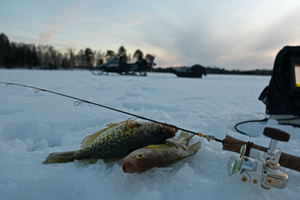 image of crappies on ice