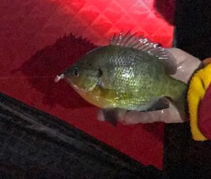 image of bluegill