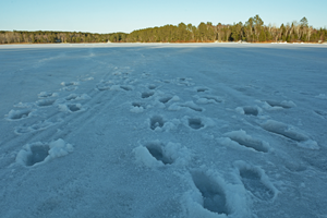 image of ice conditions at Grand Rapids