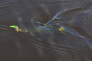 image of crappie